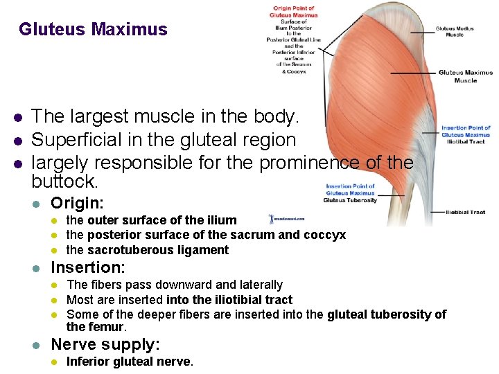 Gluteus Maximus l l l The largest muscle in the body. Superficial in the