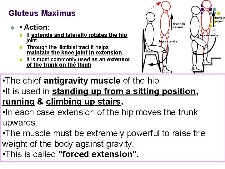 Gluteus Maximus l • Action: l l l It extends and laterally rotates the