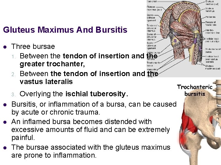 Gluteus Maximus And Bursitis l Three bursae 1. Between the tendon of insertion and