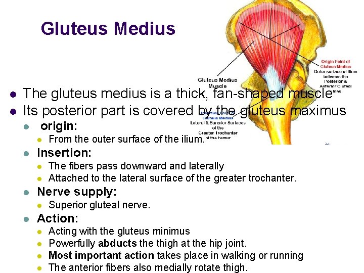 Gluteus Medius l l The gluteus medius is a thick, fan-shaped muscle Its posterior