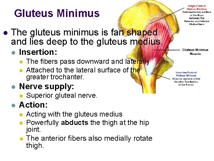 Gluteus Minimus l The gluteus minimus is fan shaped and lies deep to the