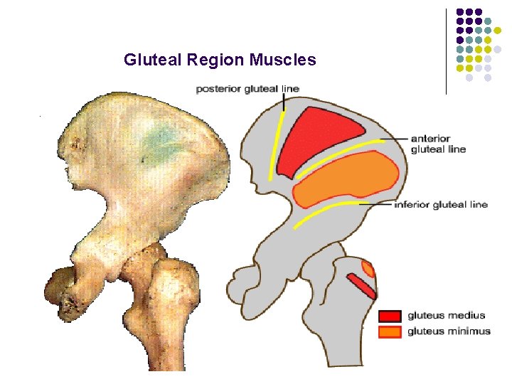 Gluteal Region Muscles 