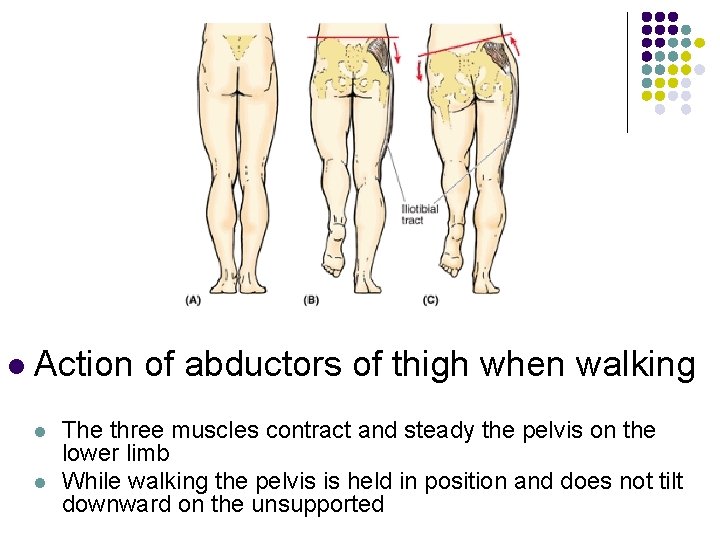 l Action of abductors of thigh when walking l l The three muscles contract