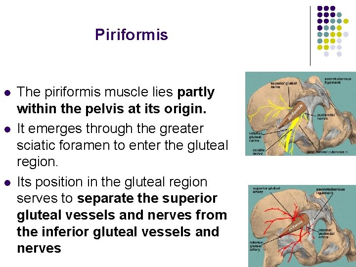 Piriformis l l l The piriformis muscle lies partly within the pelvis at its