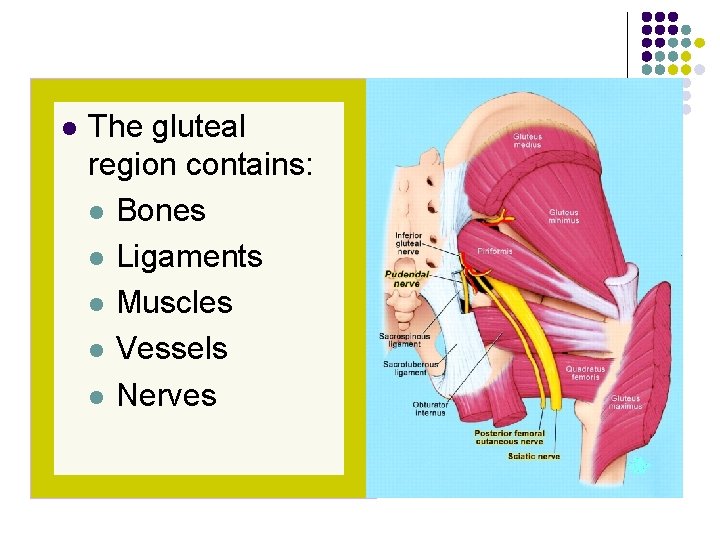 l The gluteal region contains: l Bones l Ligaments l Muscles l Vessels l