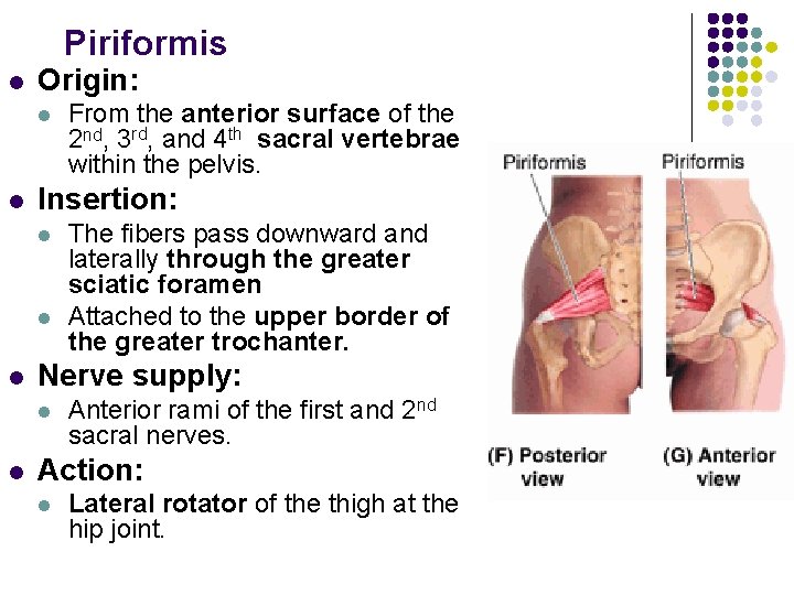 Piriformis l Origin: l l Insertion: l l l The fibers pass downward and