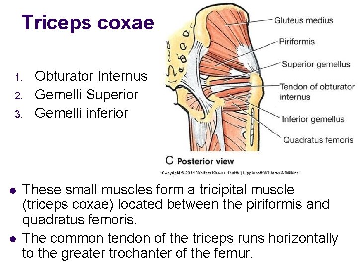 Triceps coxae 1. 2. 3. l l Obturator Internus Gemelli Superior Gemelli inferior These