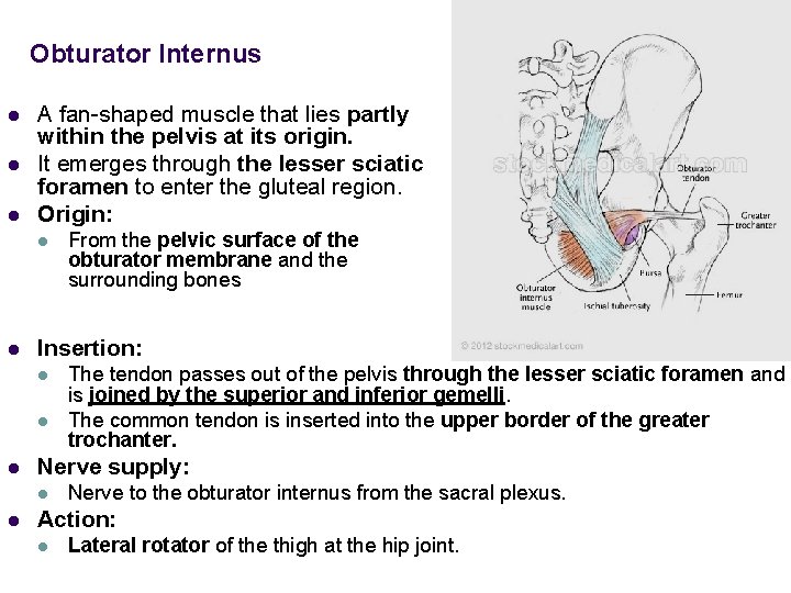 Obturator Internus l l l A fan-shaped muscle that lies partly within the pelvis