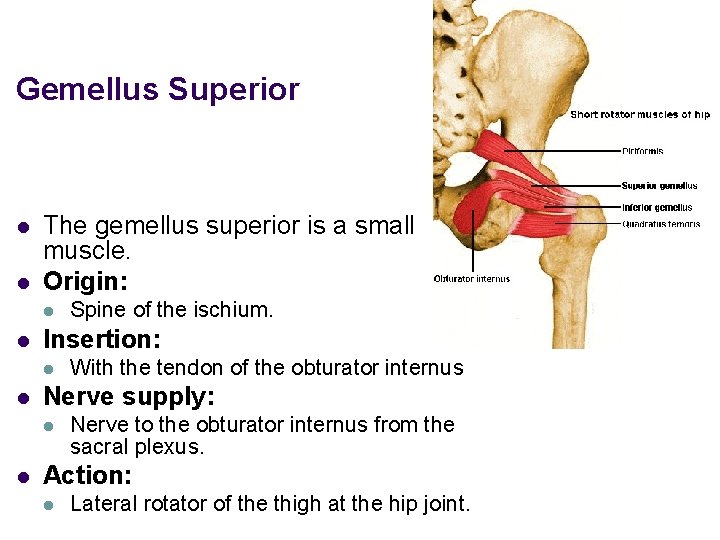 Gemellus Superior l l The gemellus superior is a small muscle. Origin: l l