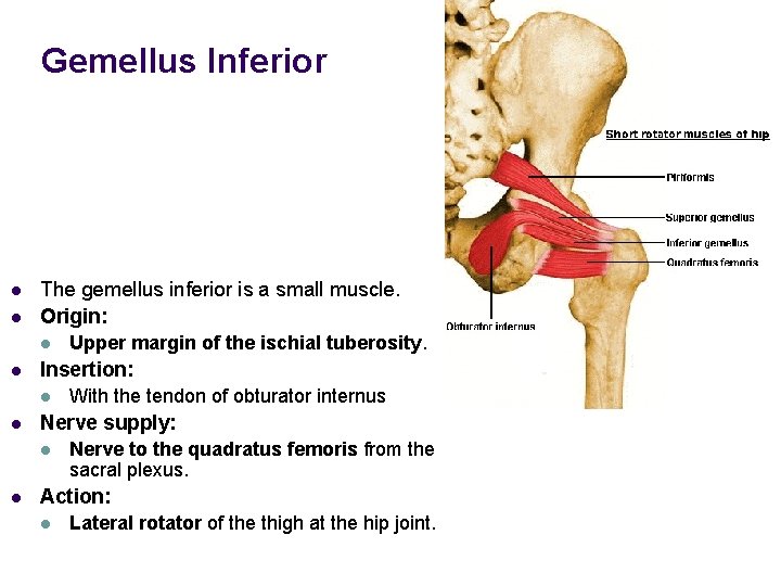 Gemellus Inferior l l The gemellus inferior is a small muscle. Origin: l l