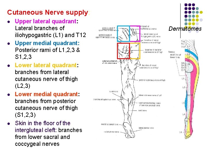 Cutaneous Nerve supply: l l l Upper lateral quadrant: Lateral branches of iliohypogastric (L