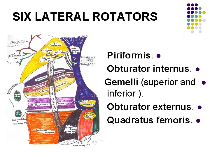 SIX LATERAL ROTATORS Piriformis. l Obturator internus. l Gemelli (superior and l inferior ).