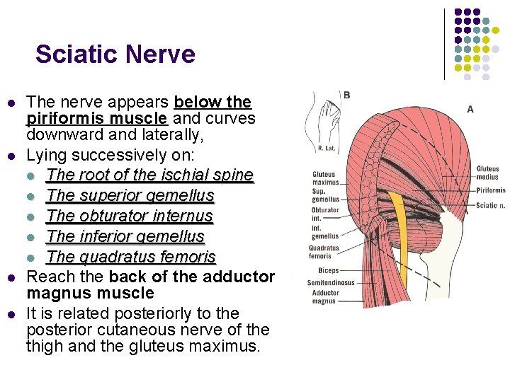 Sciatic Nerve l l The nerve appears below the piriformis muscle and curves downward