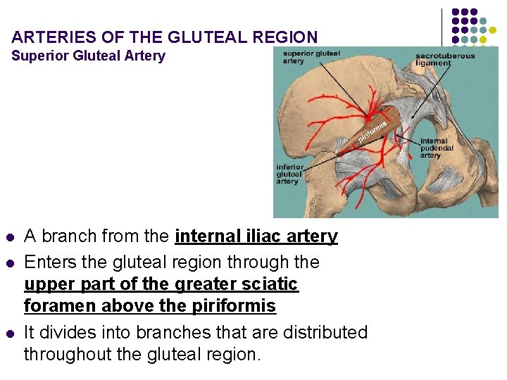 ARTERIES OF THE GLUTEAL REGION Superior Gluteal Artery l l l A branch from