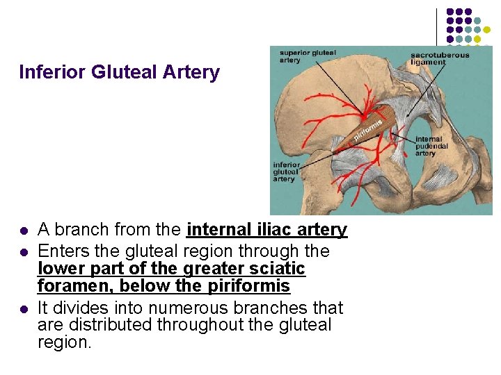 Inferior Gluteal Artery l l l A branch from the internal iliac artery Enters