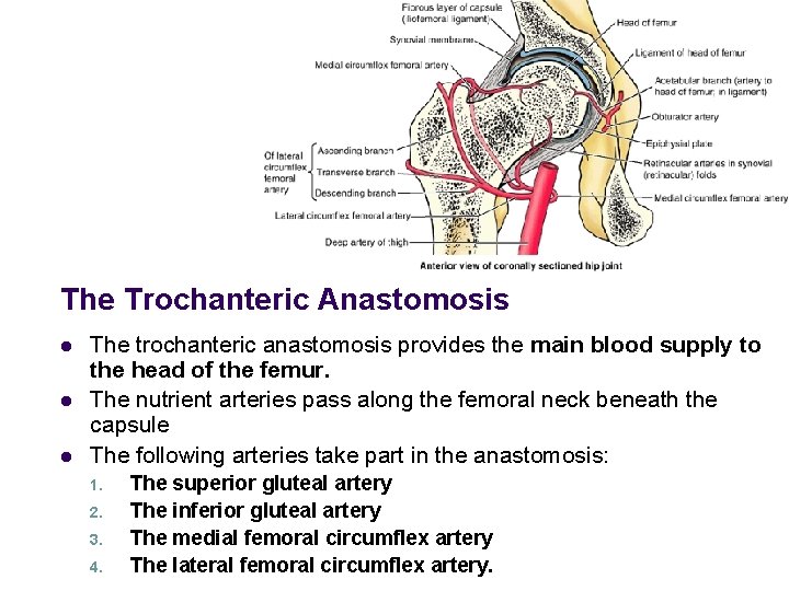 The Trochanteric Anastomosis l l l The trochanteric anastomosis provides the main blood supply