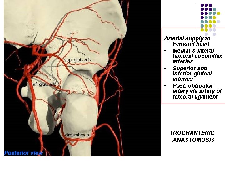 Arterial supply to Femoral head • Medial & lateral femoral circumflex arteries • Superior