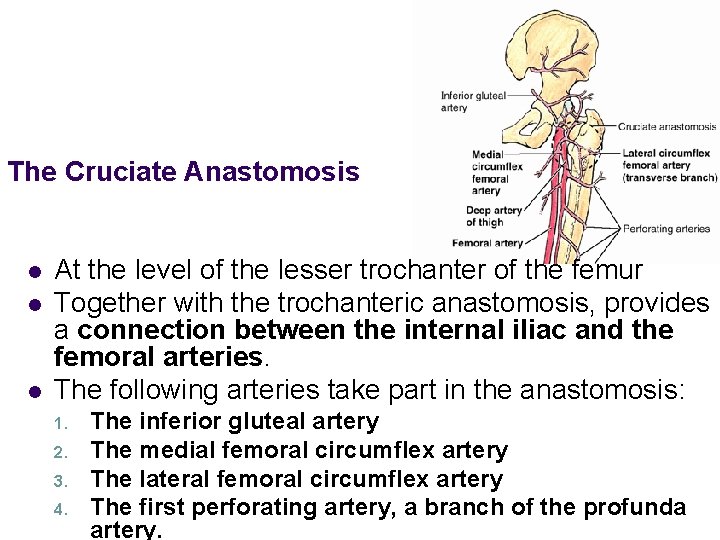 The Cruciate Anastomosis l l l At the level of the lesser trochanter of