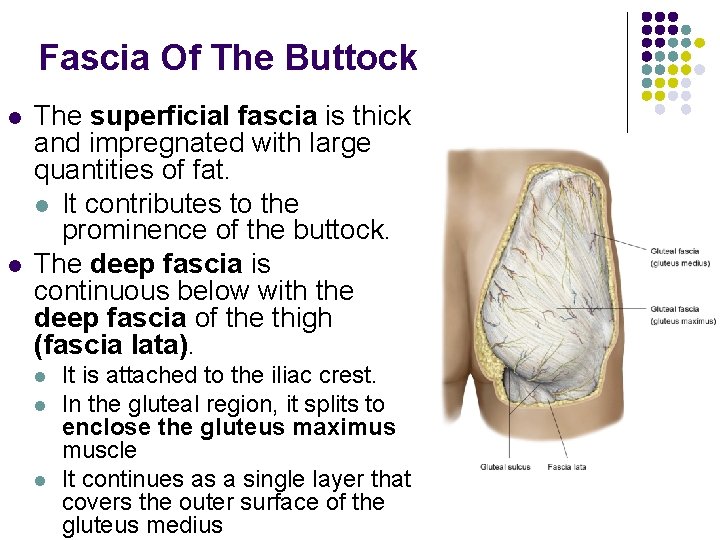 Fascia Of The Buttock l l The superficial fascia is thick and impregnated with
