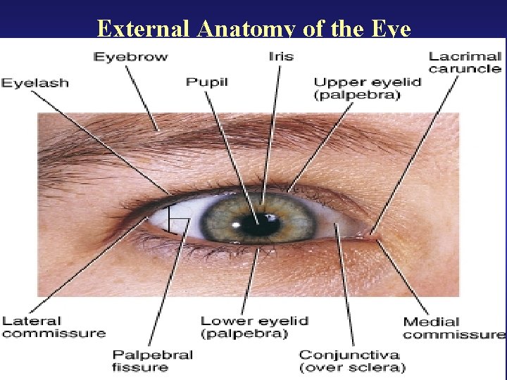 External Anatomy of the Eye 