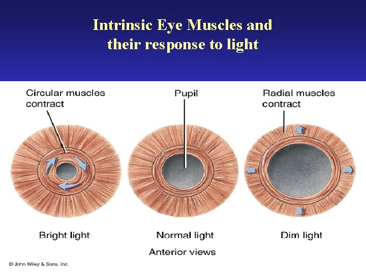 Intrinsic Eye Muscles and their response to light 