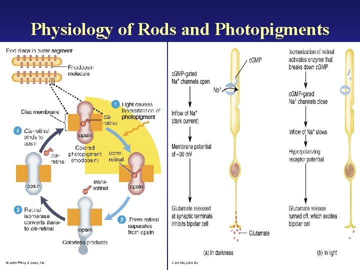 Physiology of Rods and Photopigments 