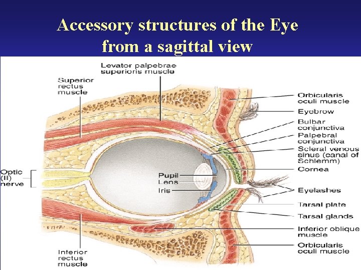 Accessory structures of the Eye from a sagittal view 