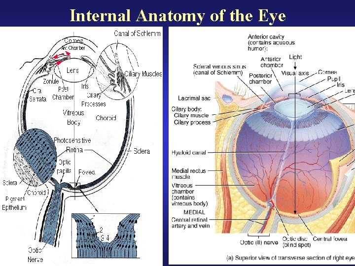 Internal Anatomy of the Eye 
