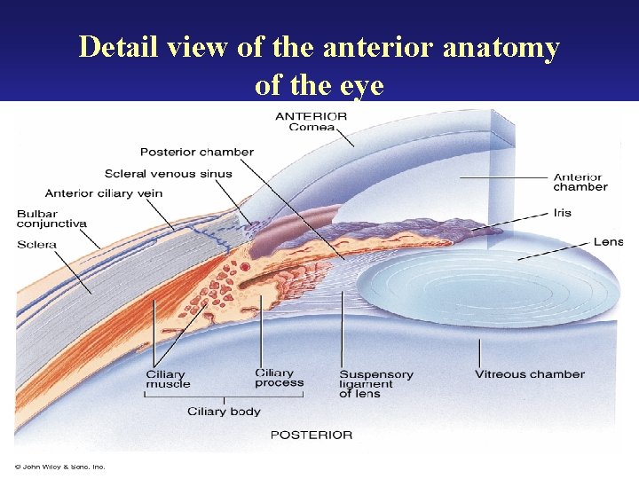 Detail view of the anterior anatomy of the eye 