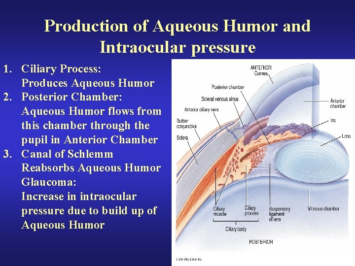 Production of Aqueous Humor and Intraocular pressure 1. Ciliary Process: Produces Aqueous Humor 2.