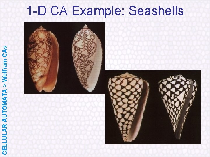 CELLULAR AUTOMATA > Wolfram CAs 1 D CA Example: Seashells 