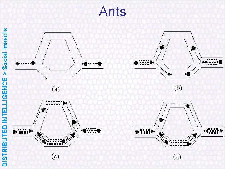 DISTRIBUTED INTELLIGENCE > Social Insects Ants 