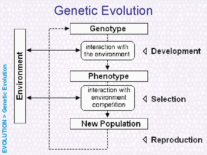 EVOLUTION > Genetic Evolution 