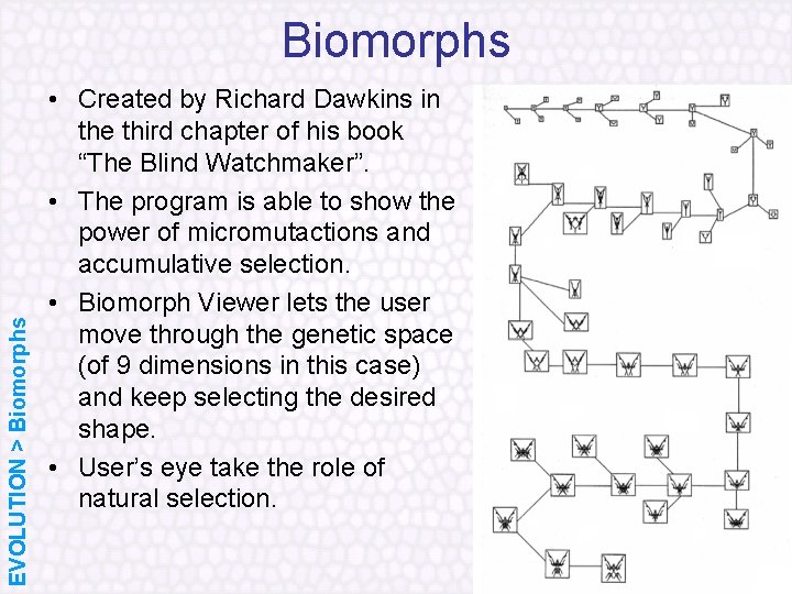 EVOLUTION > Biomorphs • Created by Richard Dawkins in the third chapter of his