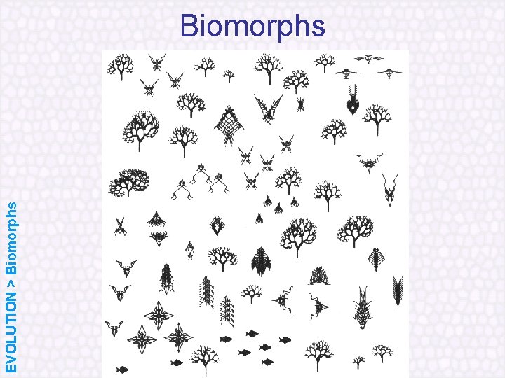 EVOLUTION > Biomorphs 