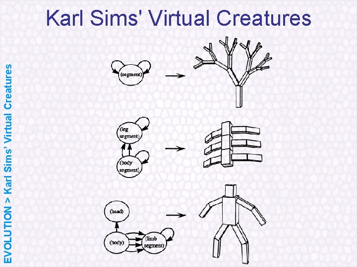 EVOLUTION > Karl Sims’ Virtual Creatures Karl Sims' Virtual Creatures 