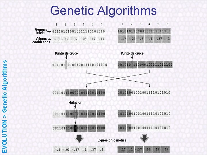 EVOLUTION > Genetic Algorithms 