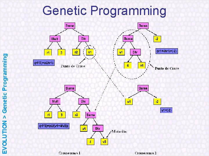 EVOLUTION > Genetic Programming 