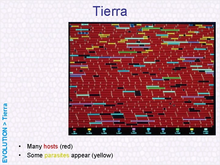 EVOLUTION > Tierra • Many hosts (red) • Some parasites appear (yellow) 