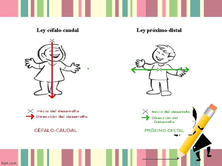 Ley céfalo-caudal Ley próximo-distal Ley céfalo-caudal Ley próximo-distal