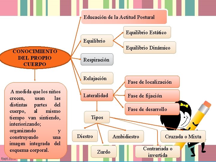 Educación de la Actitud Postural Equilibrio Estático Equilibrio CONOCIMIENTO DEL PROPIO CUERPO Equilibrio Dinámico Educación de la Actitud Postural Equilibrio Estático Equilibrio CONOCIMIENTO DEL PROPIO CUERPO Equilibrio Dinámico