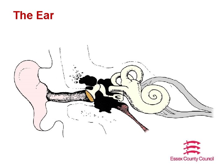 The Ear 