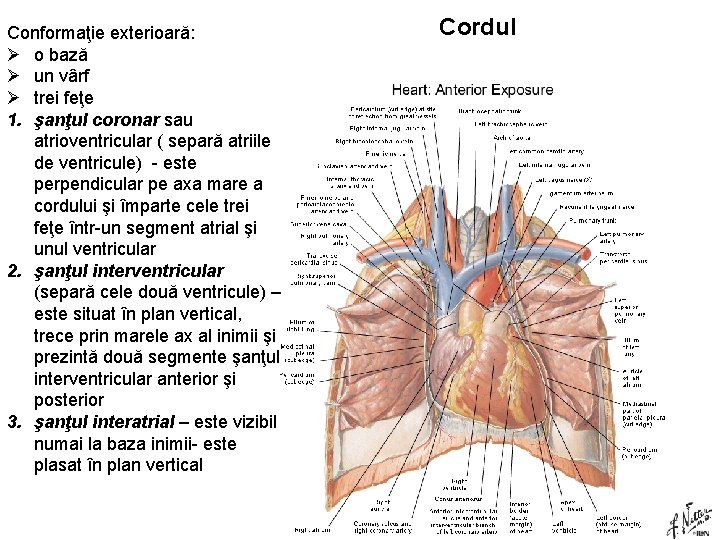 Conformaţie exterioară: Ø o bază Ø un vârf Ø trei feţe 1. şanţul coronar