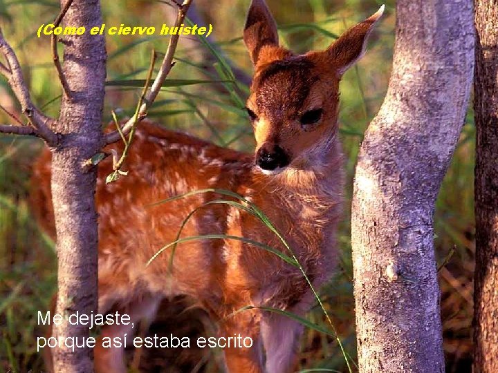 (Como el ciervo huiste) Me dejaste, porque así estaba escrito 