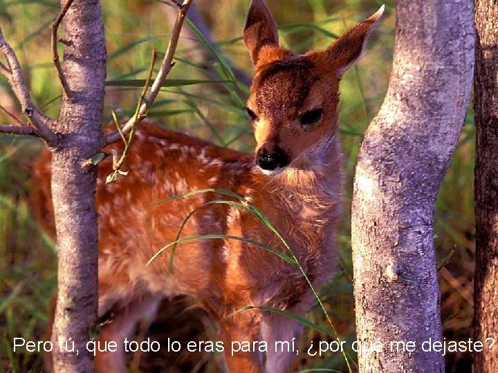 Pero tú, que todo lo eras para mí, ¿por qué me dejaste? 