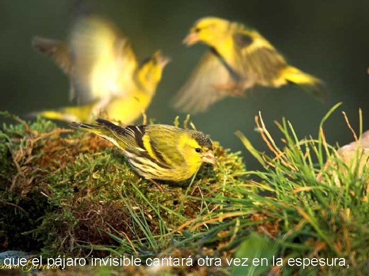 que el pájaro invisible cantará otra vez en la espesura, 