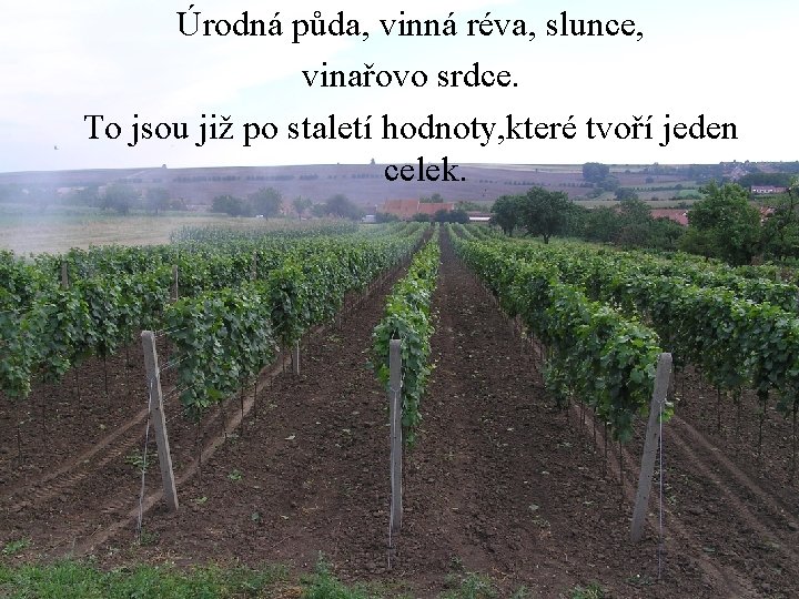 Úrodná půda, vinná réva, slunce, vinařovo srdce. To jsou již po staletí hodnoty, které