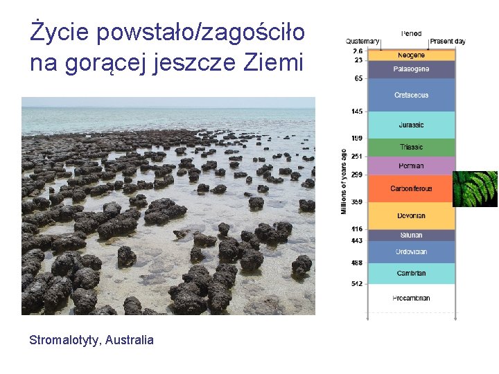 Życie powstało/zagościło na gorącej jeszcze Ziemi Stromalotyty, Australia 