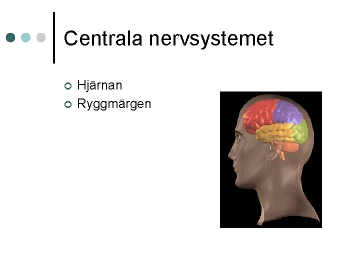 Centrala nervsystemet ¢ ¢ Hjärnan Ryggmärgen 