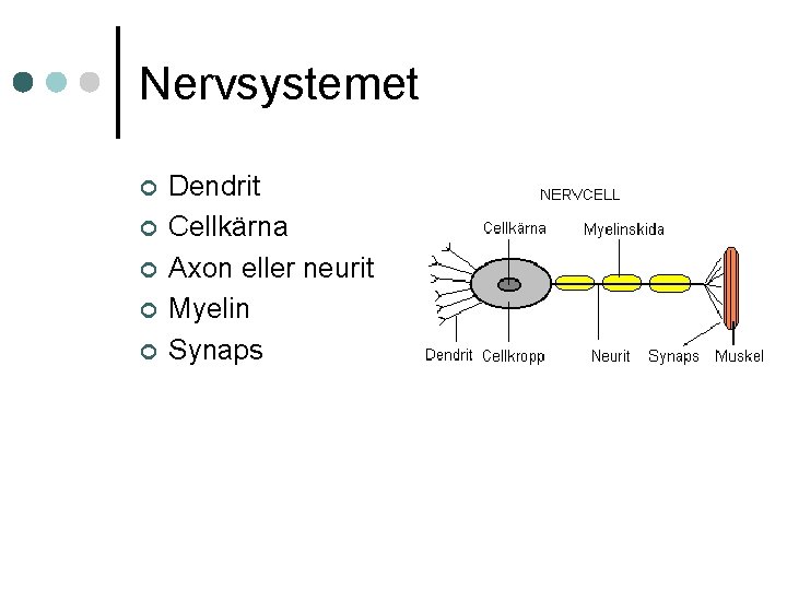 Nervsystemet ¢ ¢ ¢ Dendrit Cellkärna Axon eller neurit Myelin Synaps 